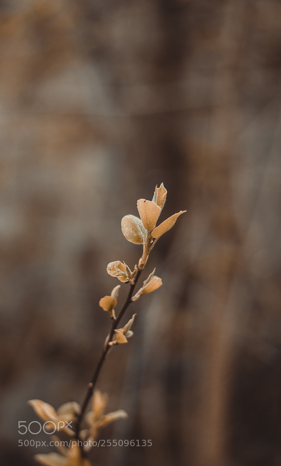 Nikon D5300 sample photo. Untitled photography