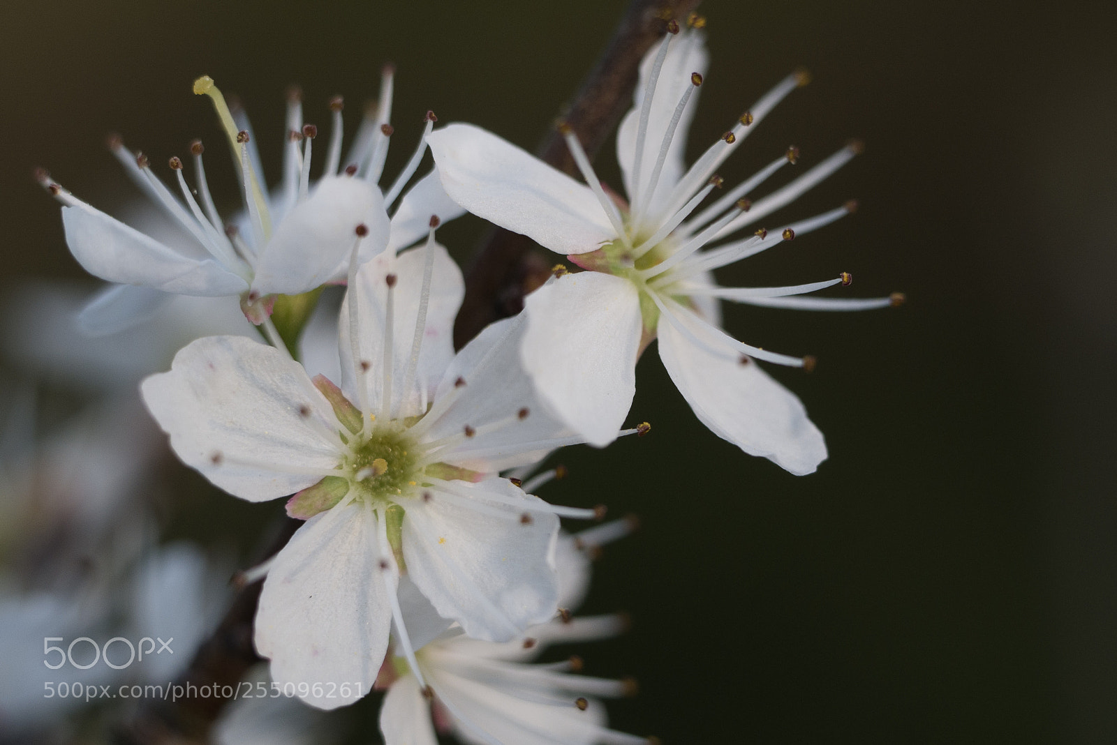 Panasonic DMC-G70 sample photo. White flower in spring photography