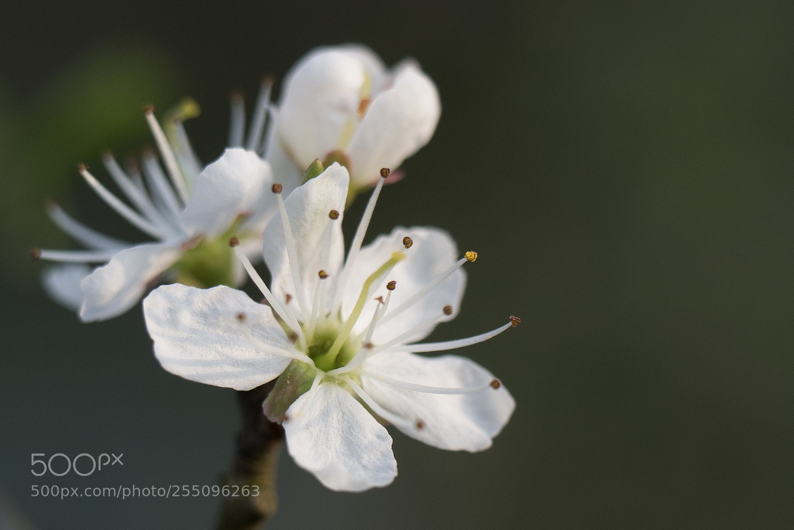 Panasonic DMC-G70 sample photo. White flower in spring photography