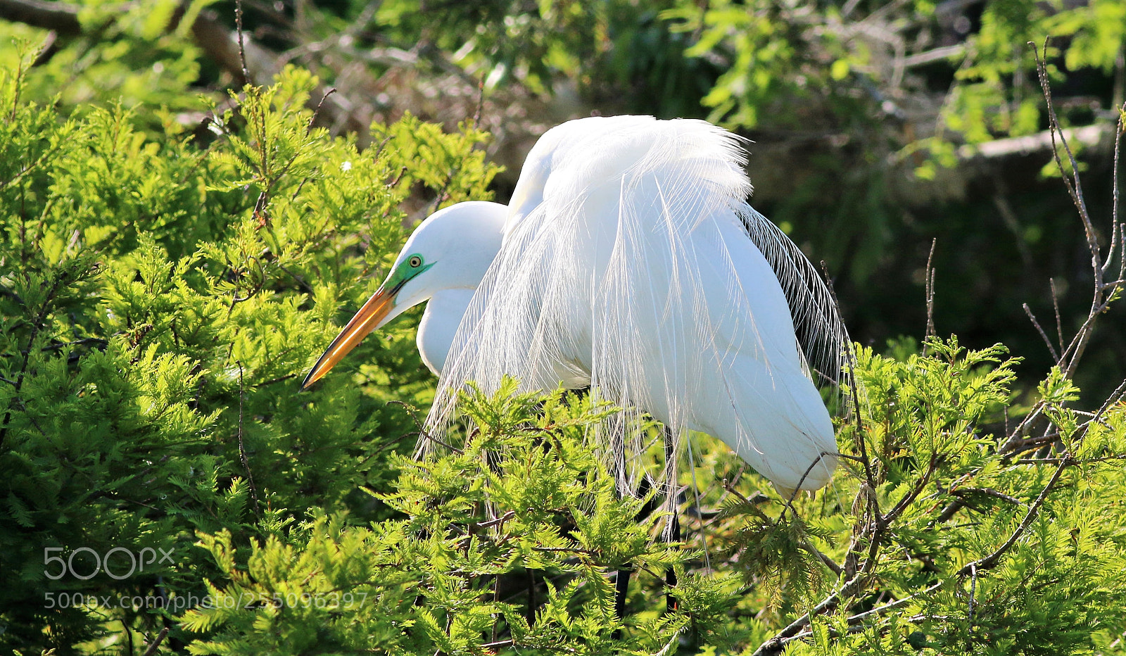 Canon EOS 70D sample photo. Mating colors photography