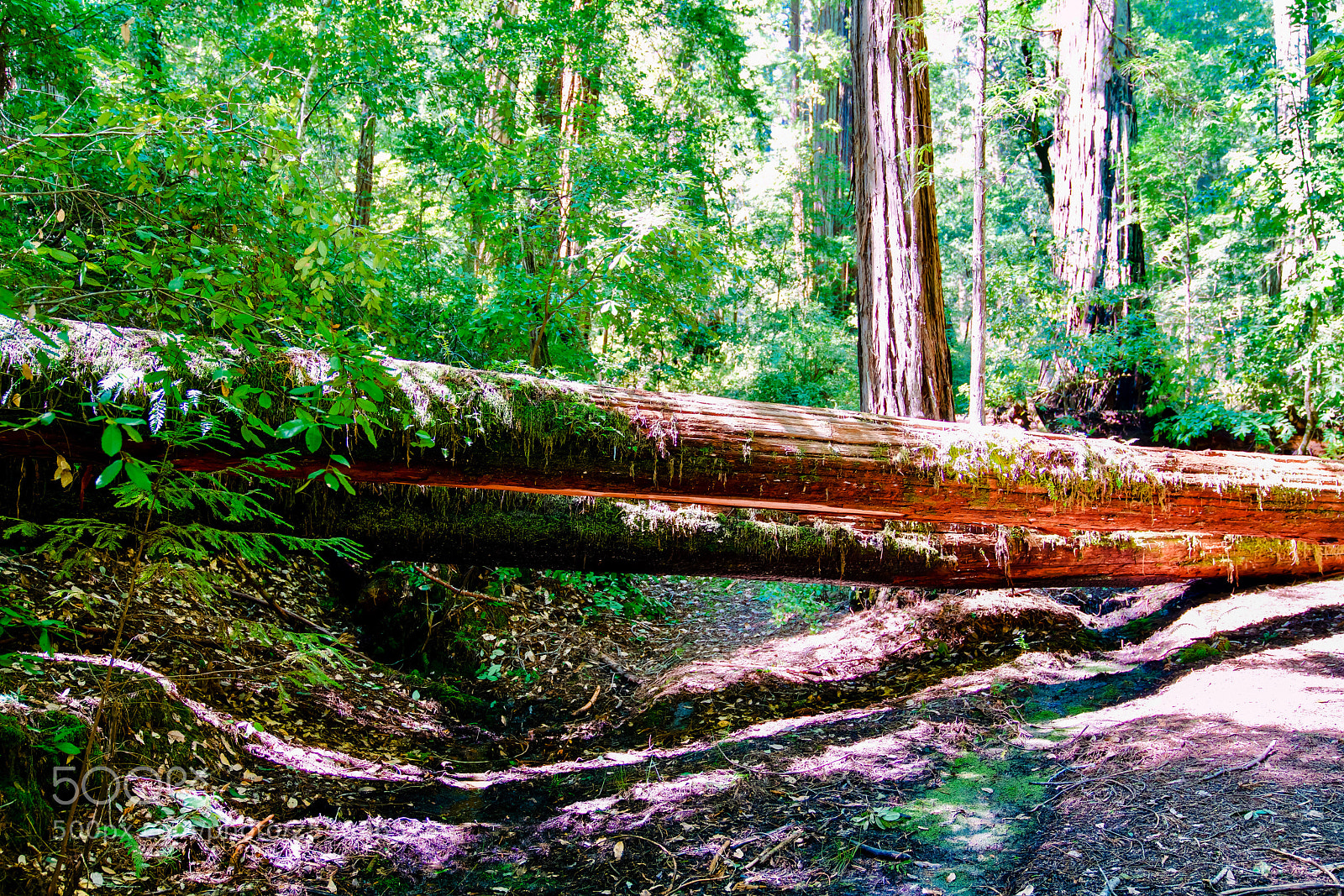 Sony a7R II sample photo. Fallen redwoods photography