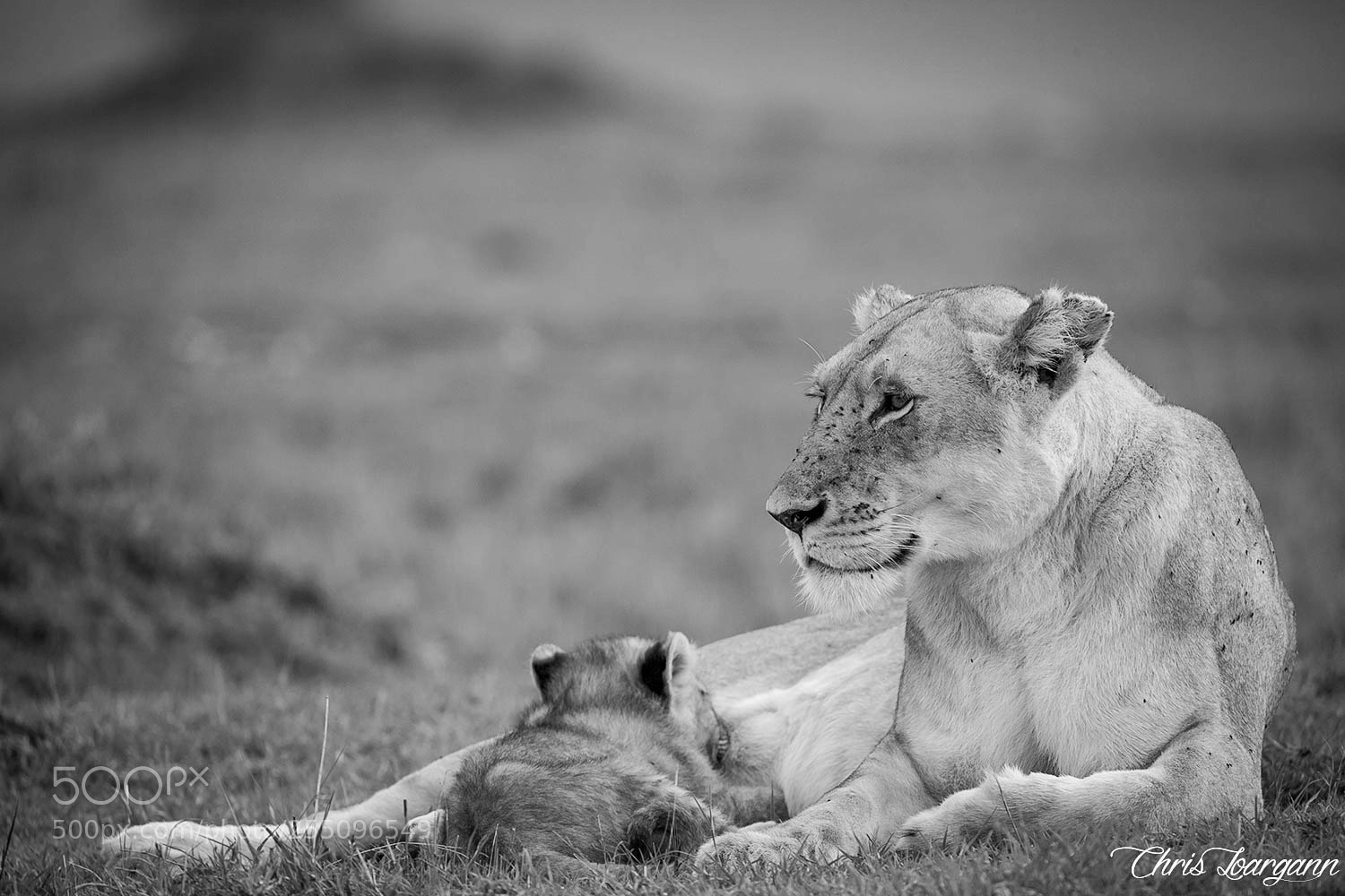 Canon EOS-1D X sample photo. Lion me tender.... photography