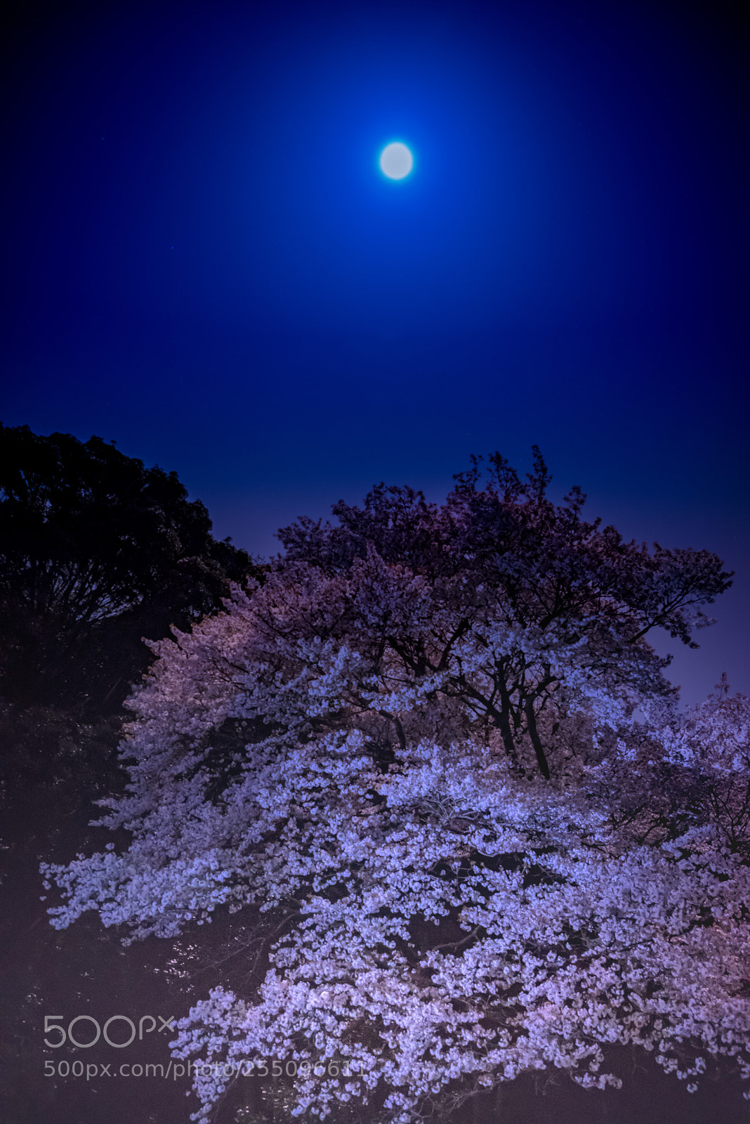 Nikon D800E sample photo. Beauty under moonlight 2 photography