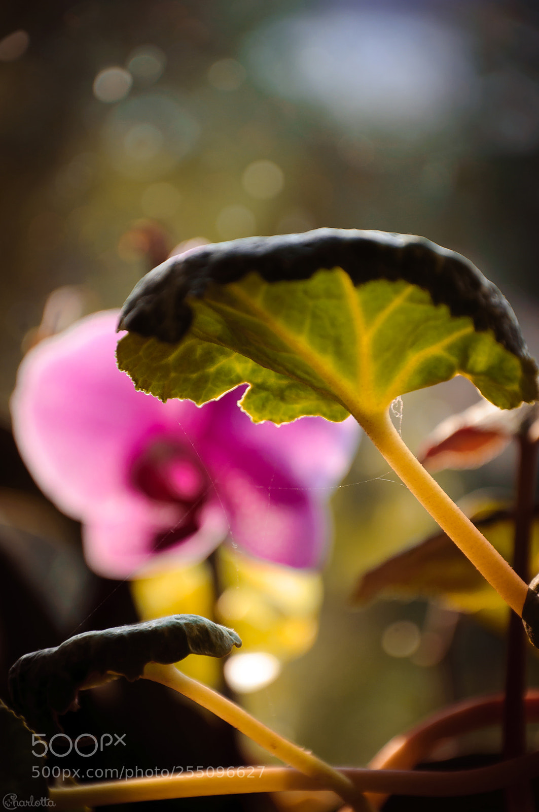 Nikon D90 sample photo. Small world photography
