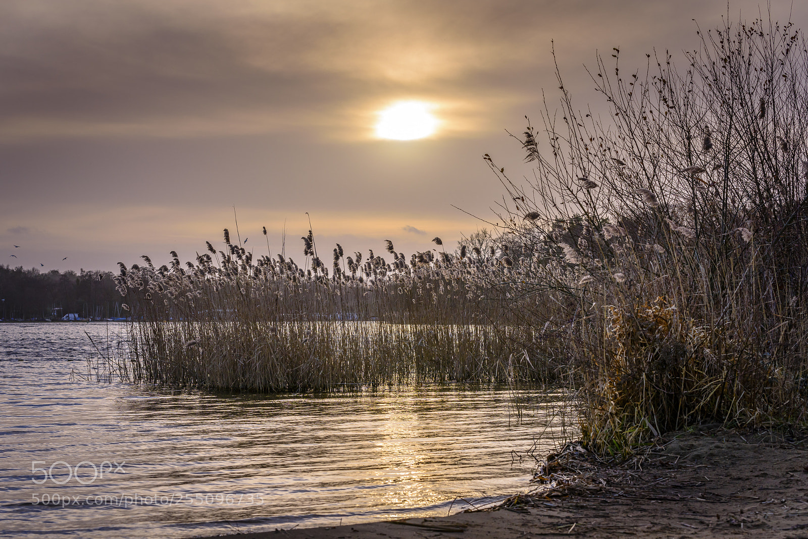 Nikon D810 sample photo. Frensham great pond, surrey photography