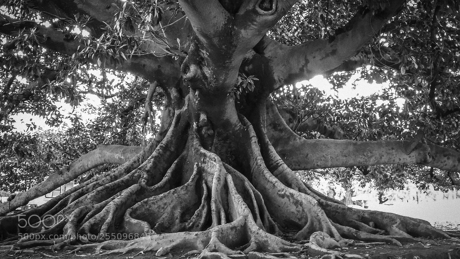 Samsung Galaxy Grand Prime sample photo. Roots photography