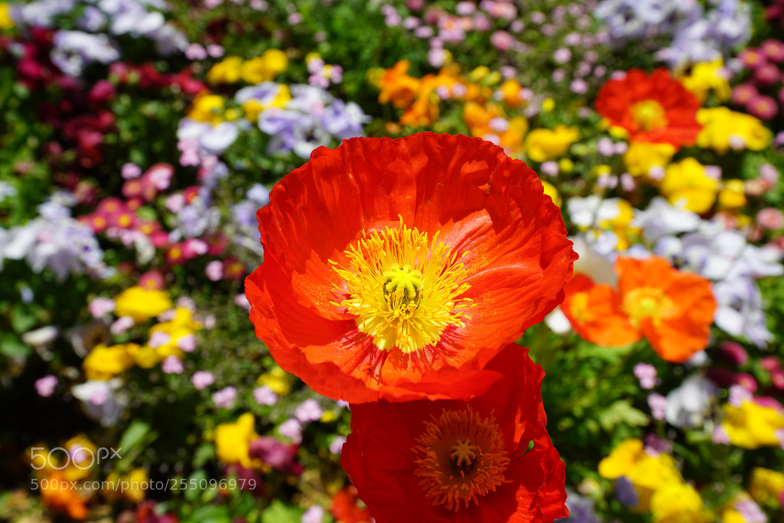 Sony a99 II sample photo. Untitled photography