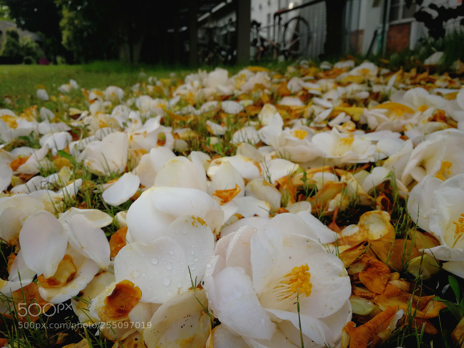 HUAWEI P10 sample photo. Untitled photography