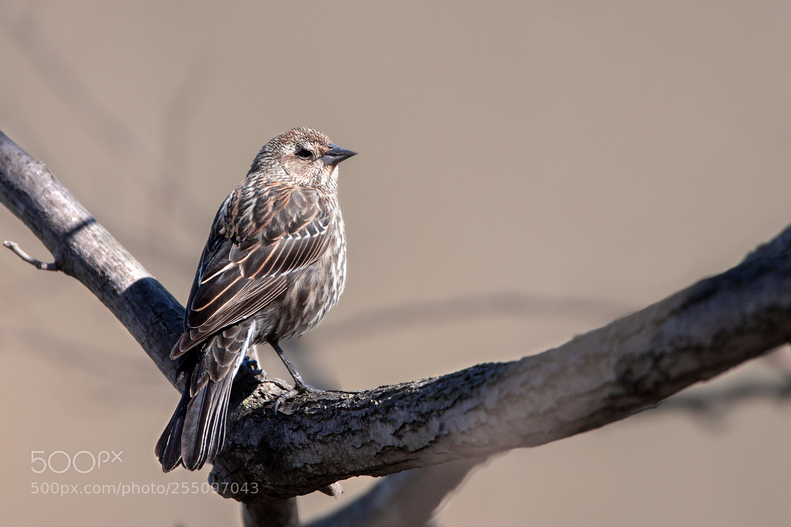 Nikon D7200 sample photo. Female red-winged blackbird photography
