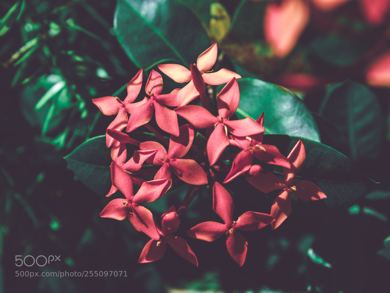 Canon EOS 70D sample photo. Bloom photography