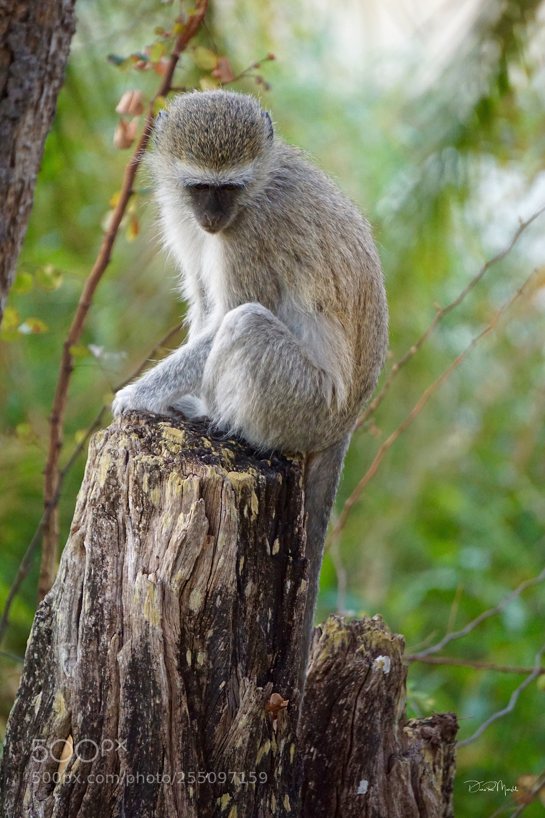 Sony a6000 sample photo. Shy monkey photography