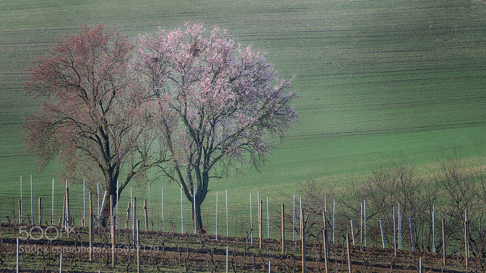 Nikon D610 sample photo. Trees in bloom photography