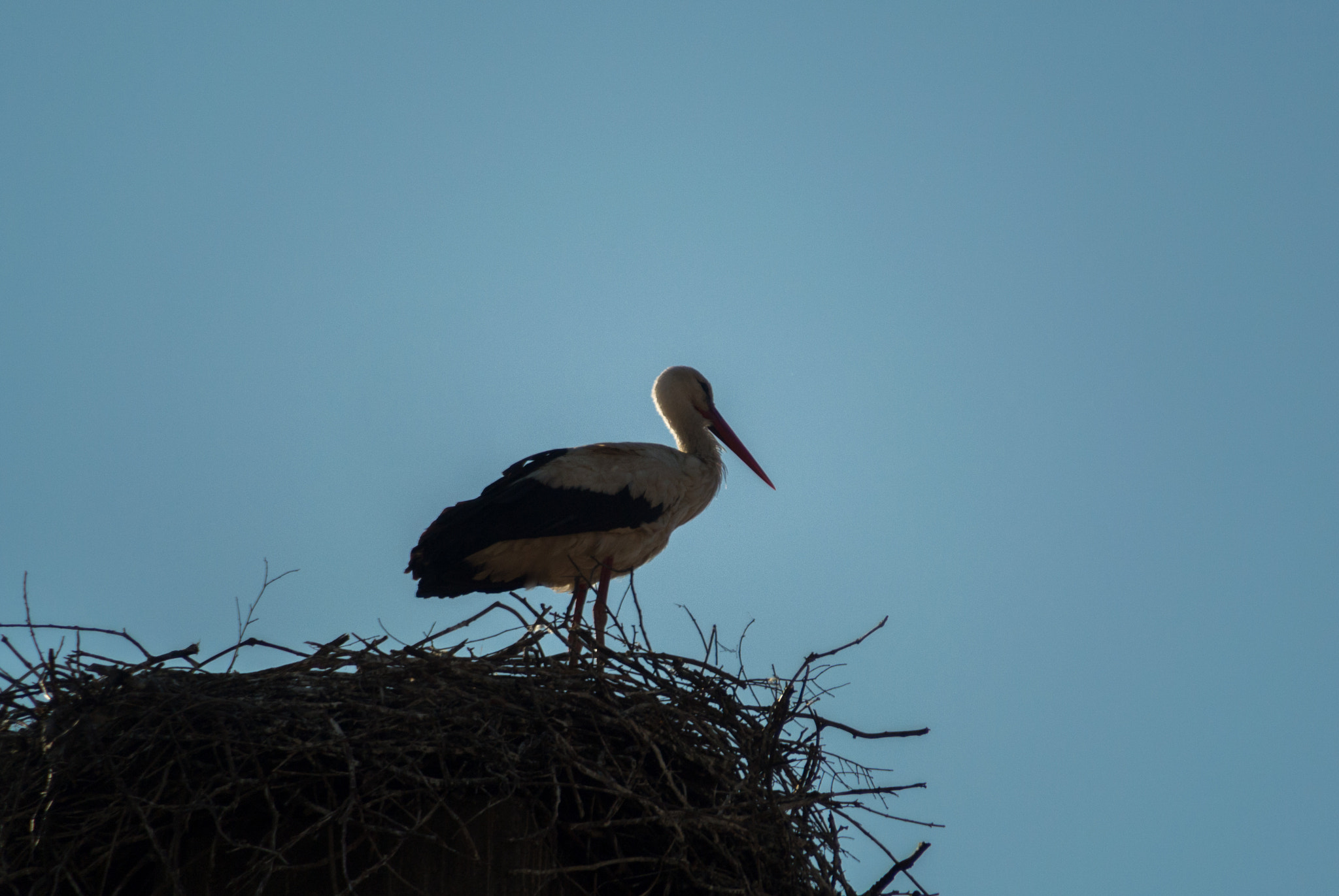 Nikon 1 J1 sample photo. Years first stork photography