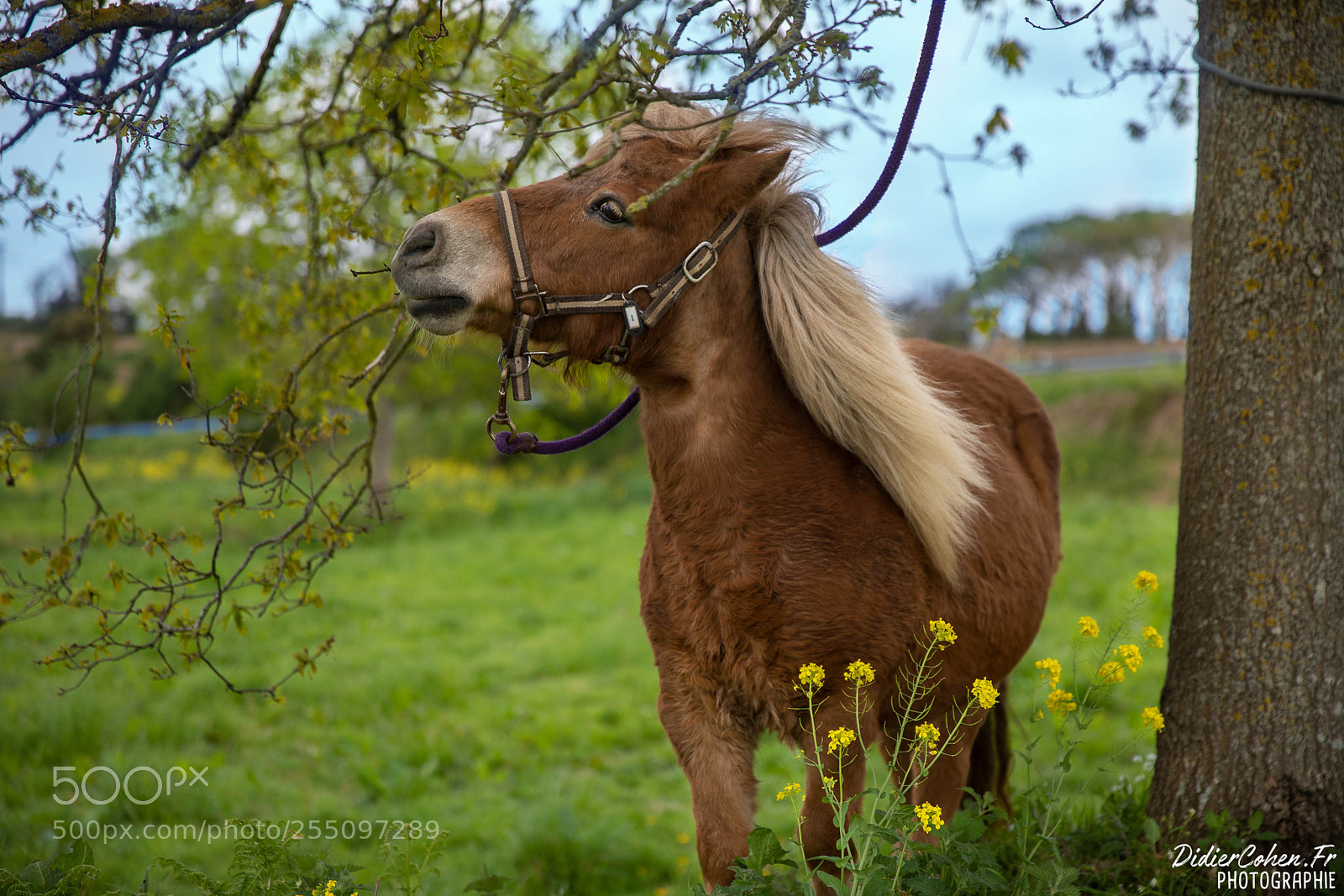 Canon EOS 5D Mark IV sample photo. Beautiful nature photography