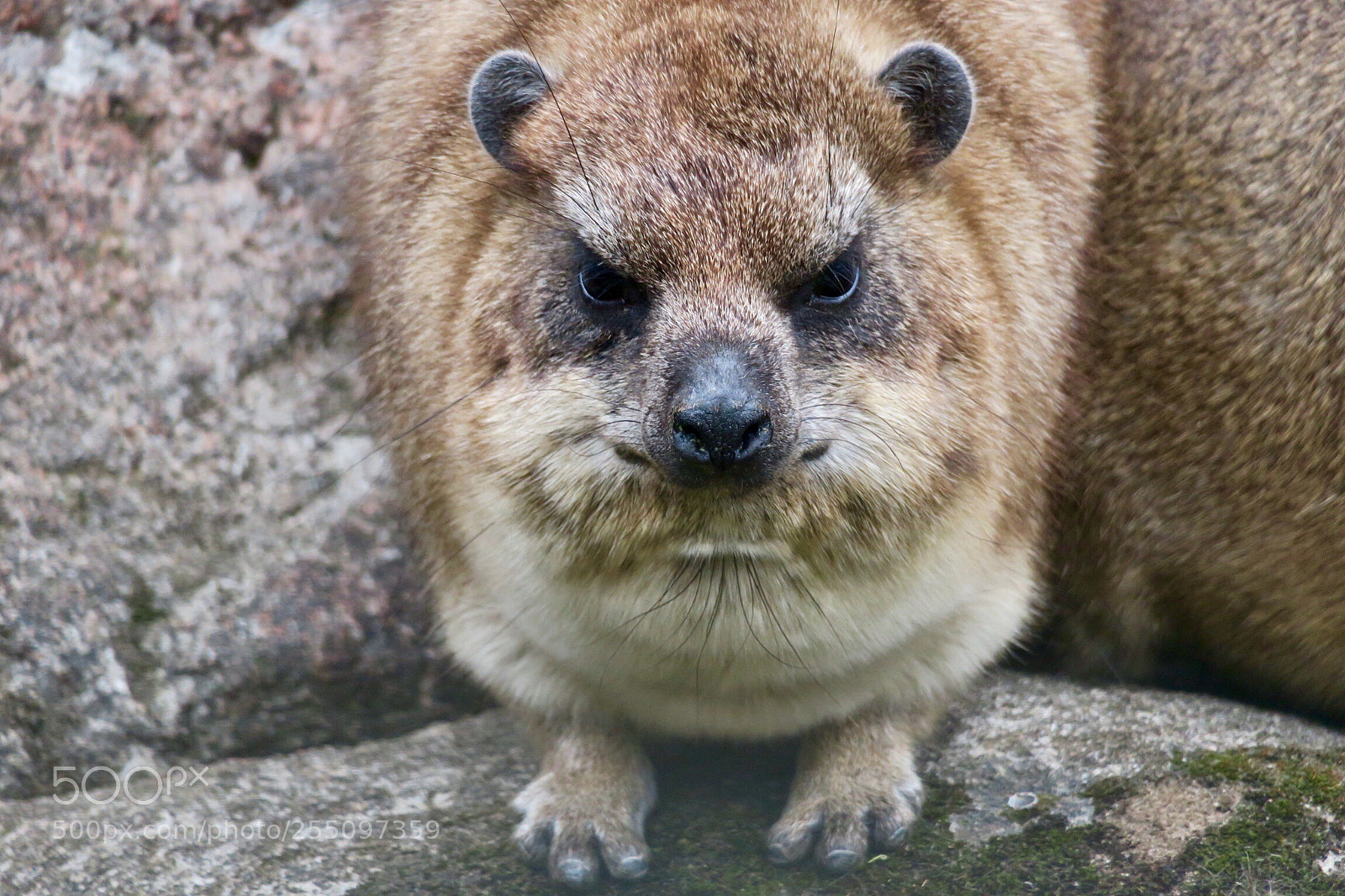 Canon PowerShot G3 X sample photo. Hyrax photography