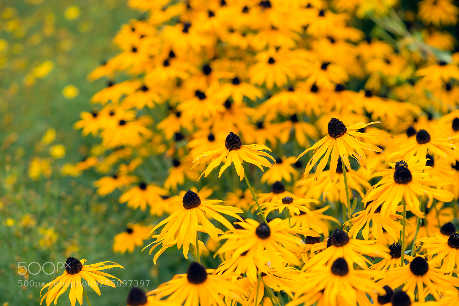 Nikon D800 sample photo. Rudbeckia photography