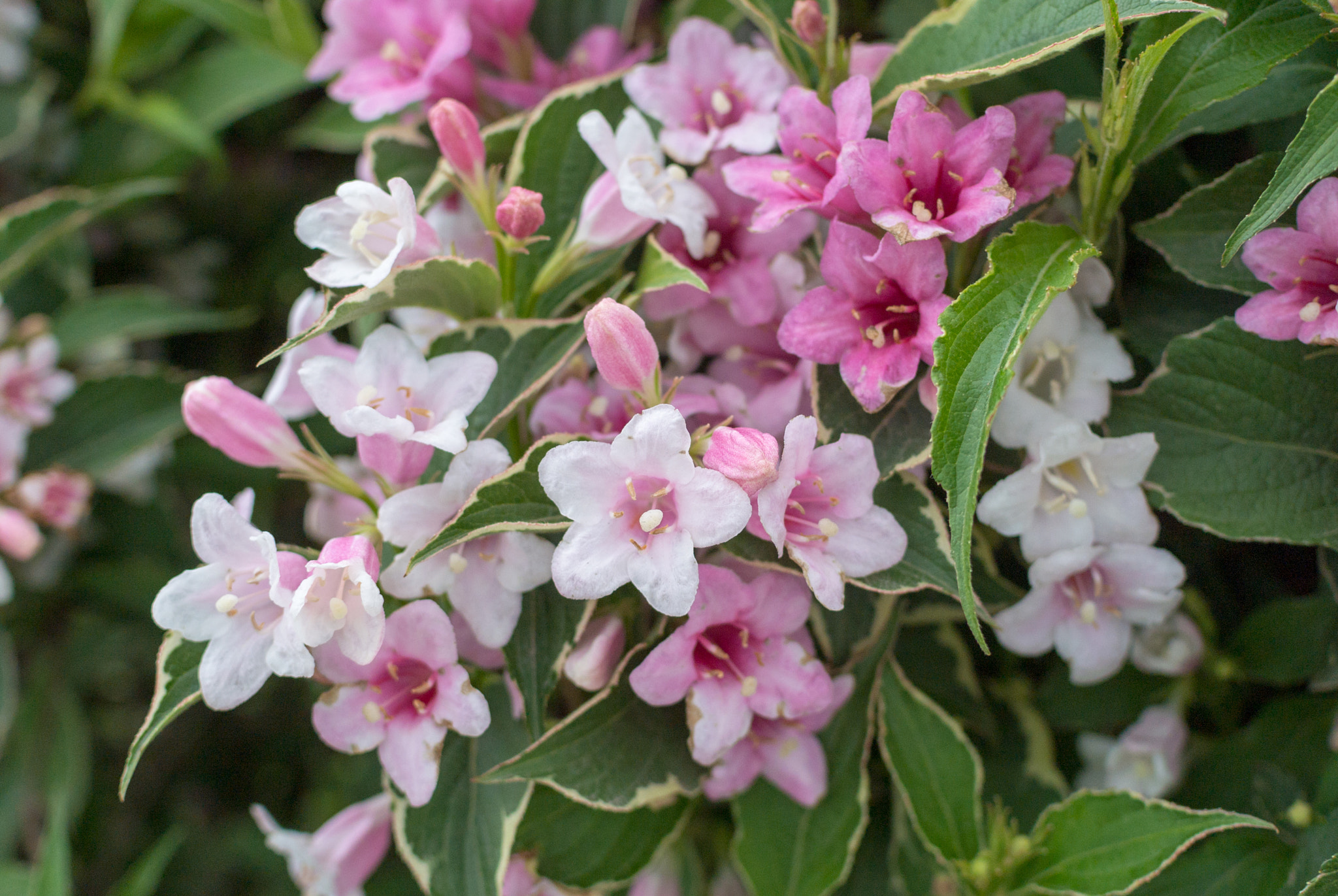 Nikon 1 J1 sample photo. Spring has come once again photography