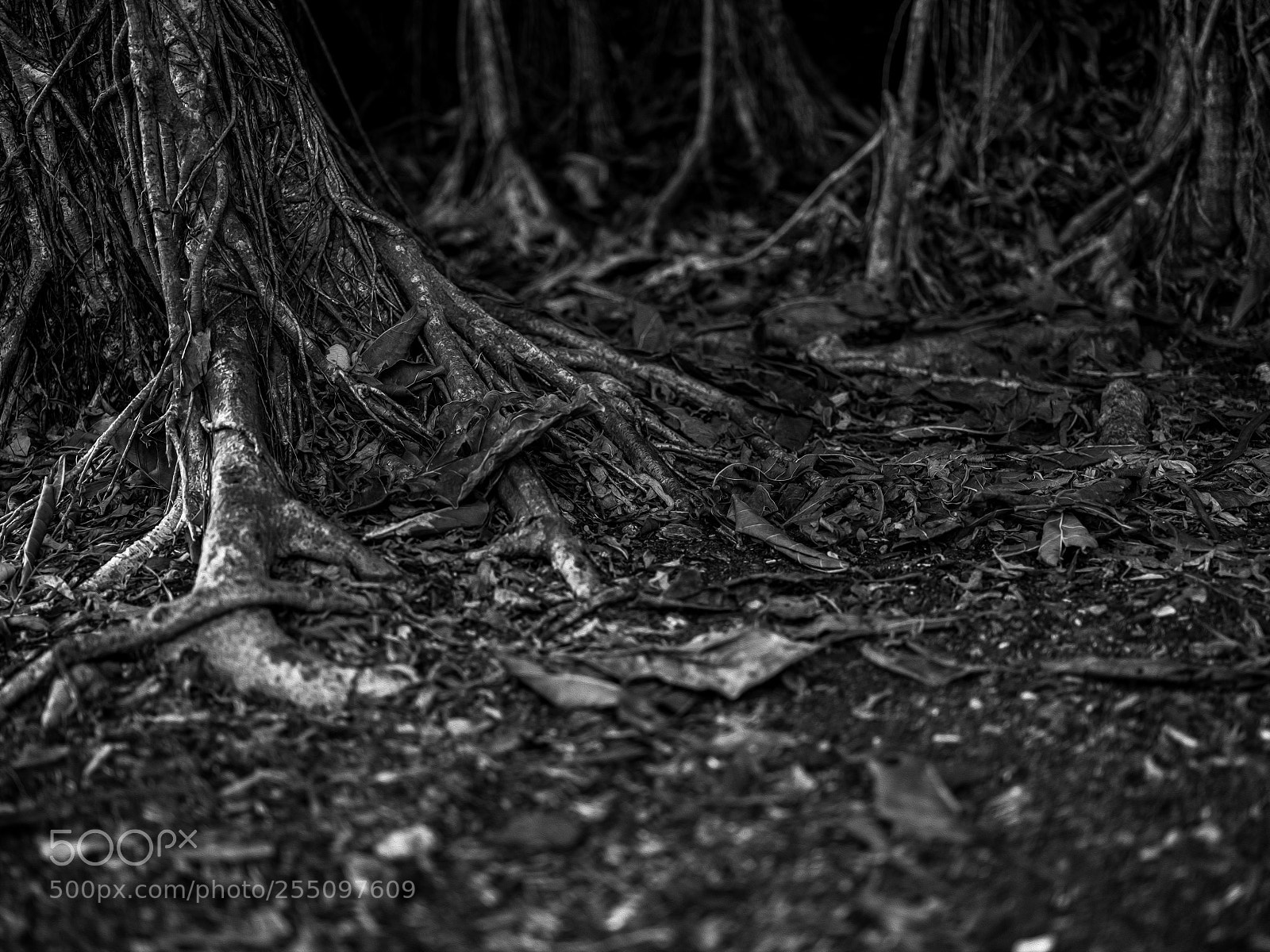 Fujifilm GFX 50S sample photo. Earthbound photography