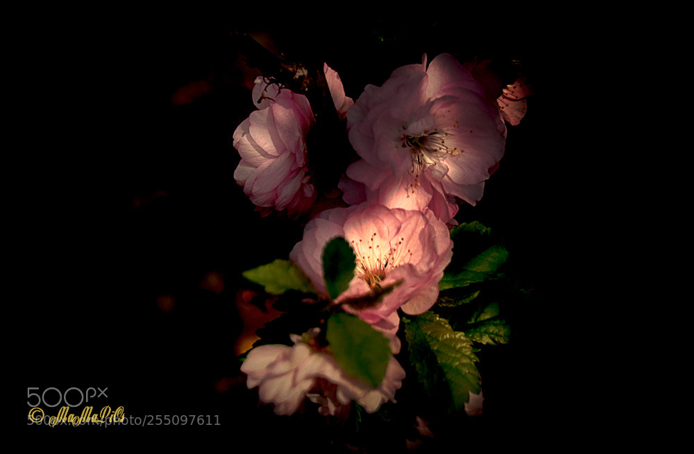Samsung NX300 sample photo. Mandelblüte photography