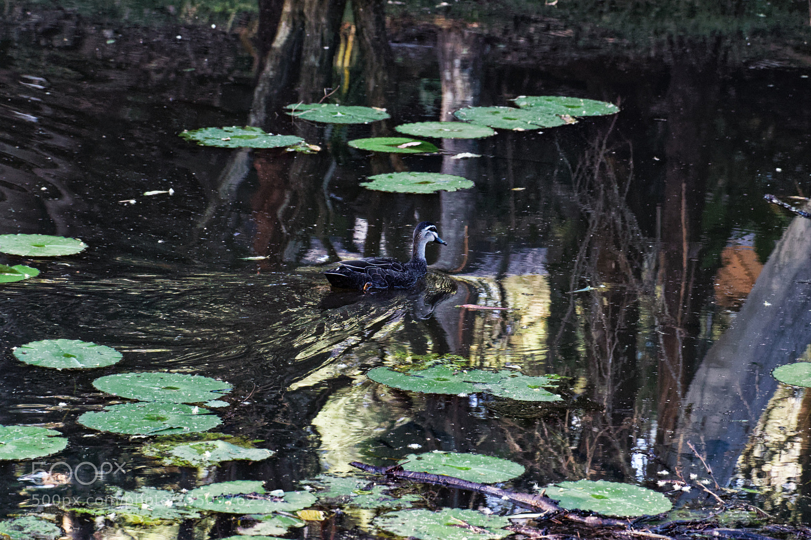 Canon EOS 80D sample photo. Duck at tucki tucki photography