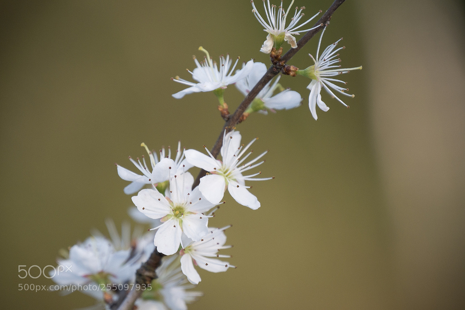 Panasonic DMC-G70 sample photo. Flowering in spring photography
