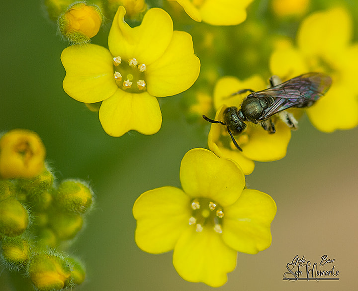 Olympus E-620 (EVOLT E-620) sample photo. Wildbee photography