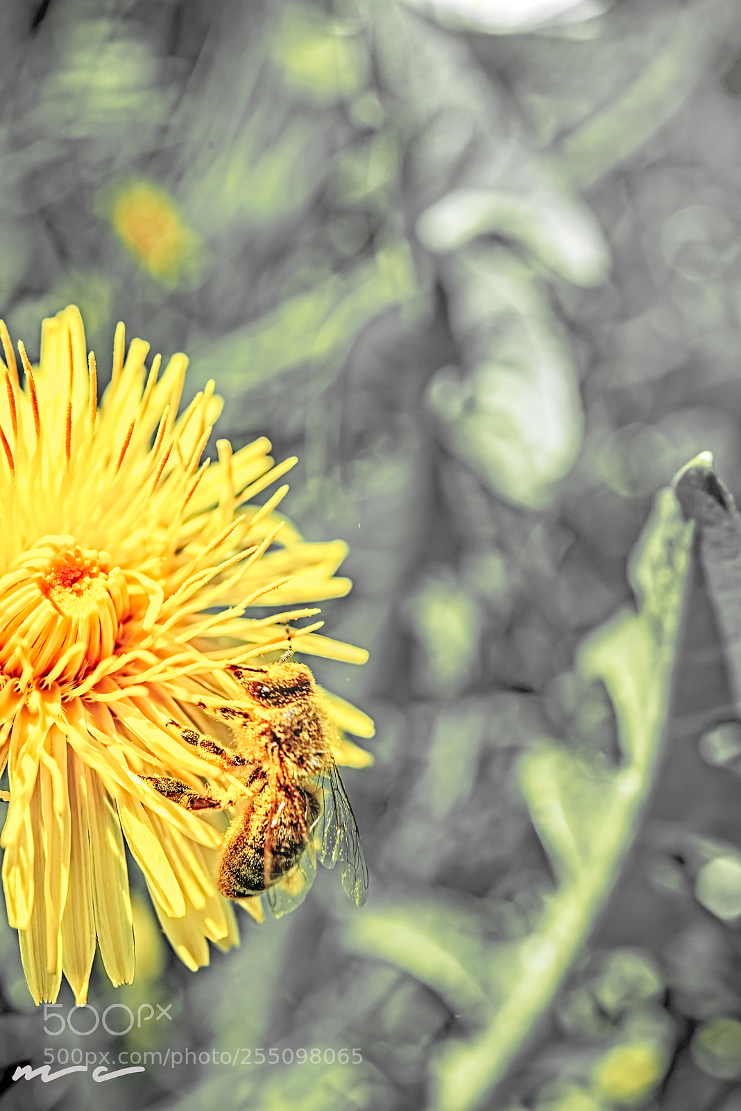 Nikon D800 sample photo. The weed which wants photography