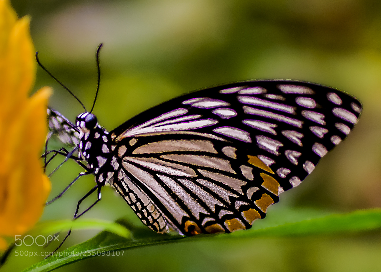 Nikon D300 sample photo. Paper kite delight photography