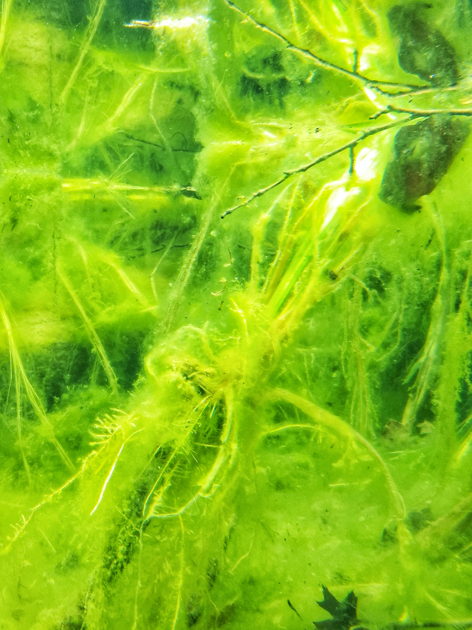 Motorola Moto Z (2) Play sample photo. Chlorophyta photography