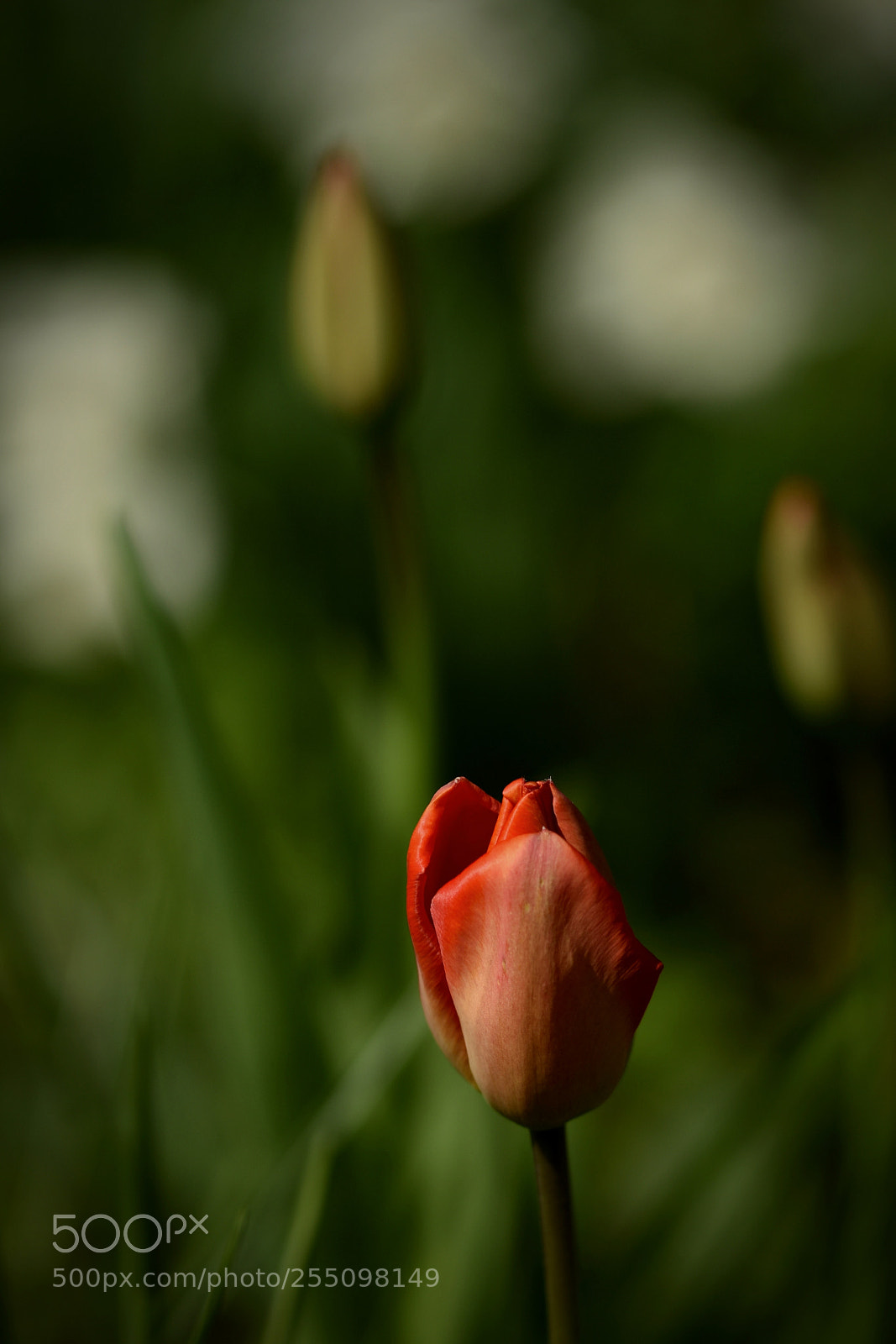 Nikon D5500 sample photo. Fascination tulip photography