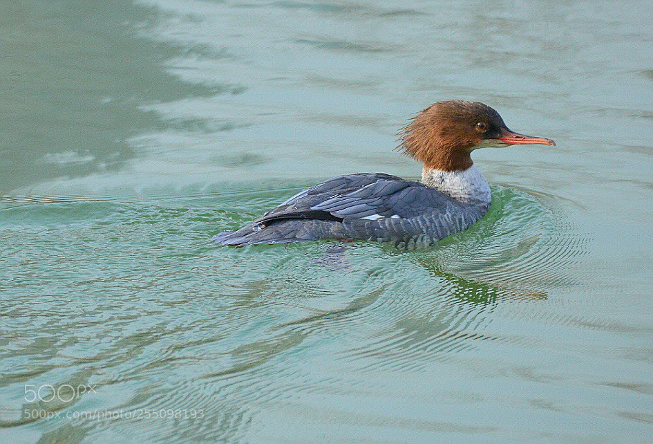 Nikon D800 sample photo. Feels afraid. photography