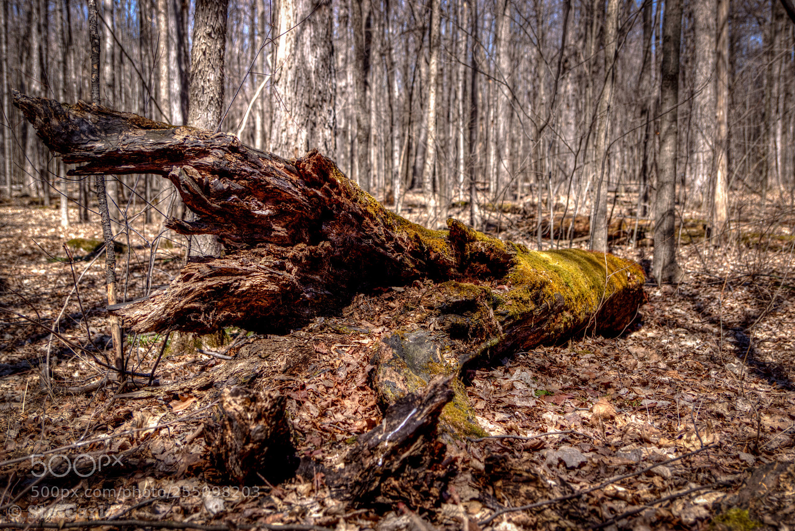 Sony SLT-A77 sample photo. The fallen tree ii photography