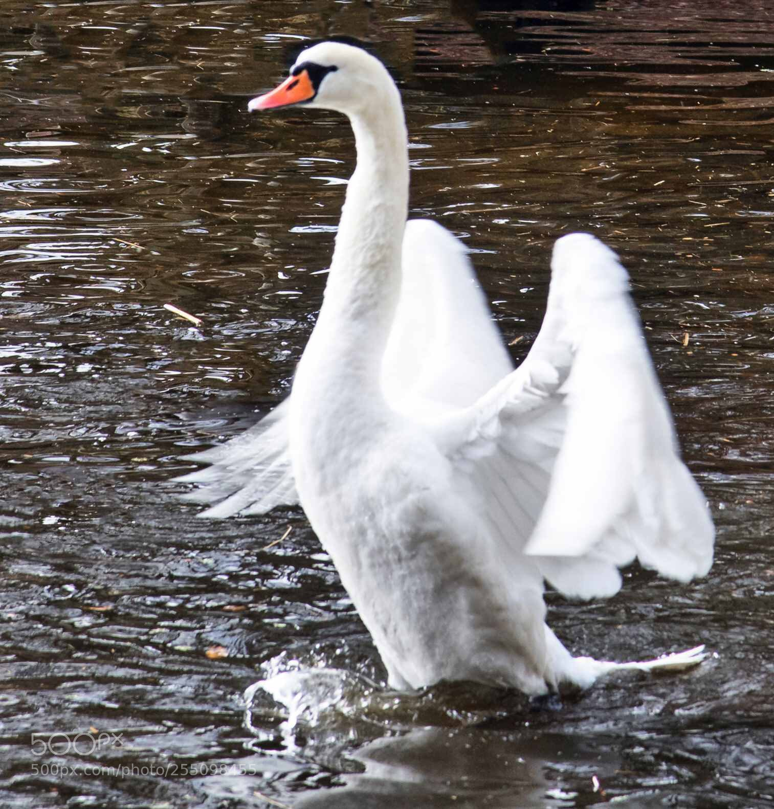 Nikon D5 sample photo. Er hat auch eine photography