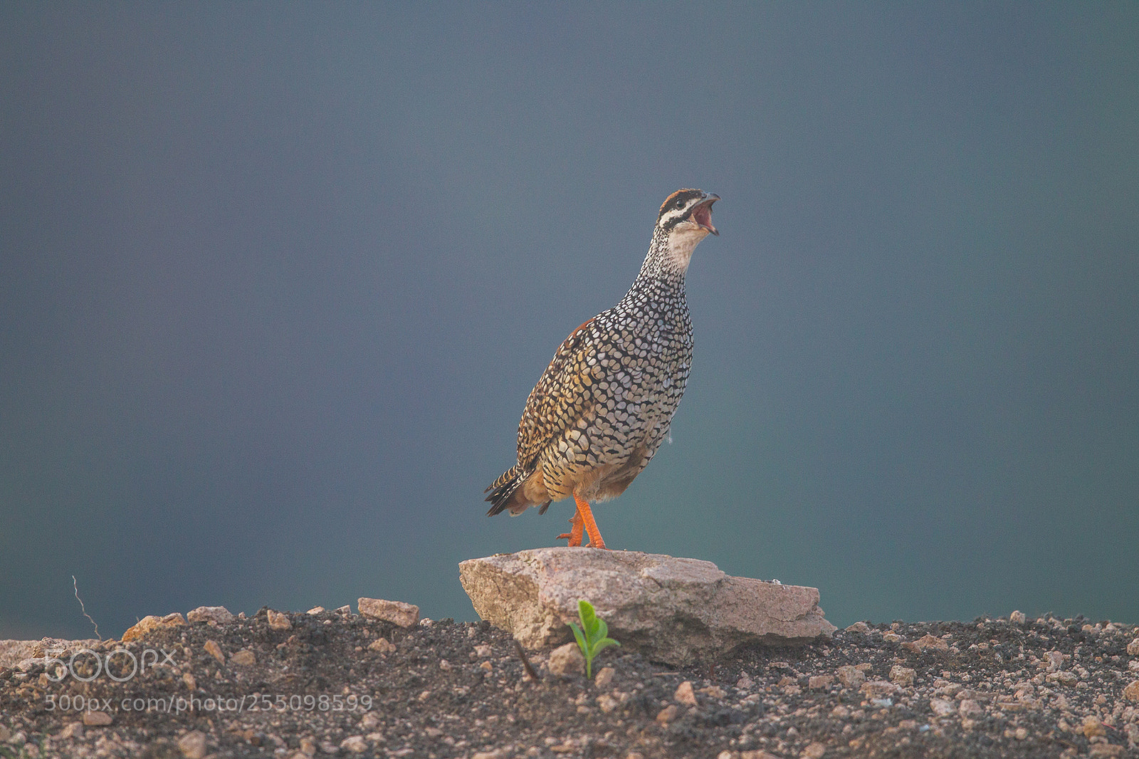 Canon EOS-1D Mark IV sample photo. China 2015 photography
