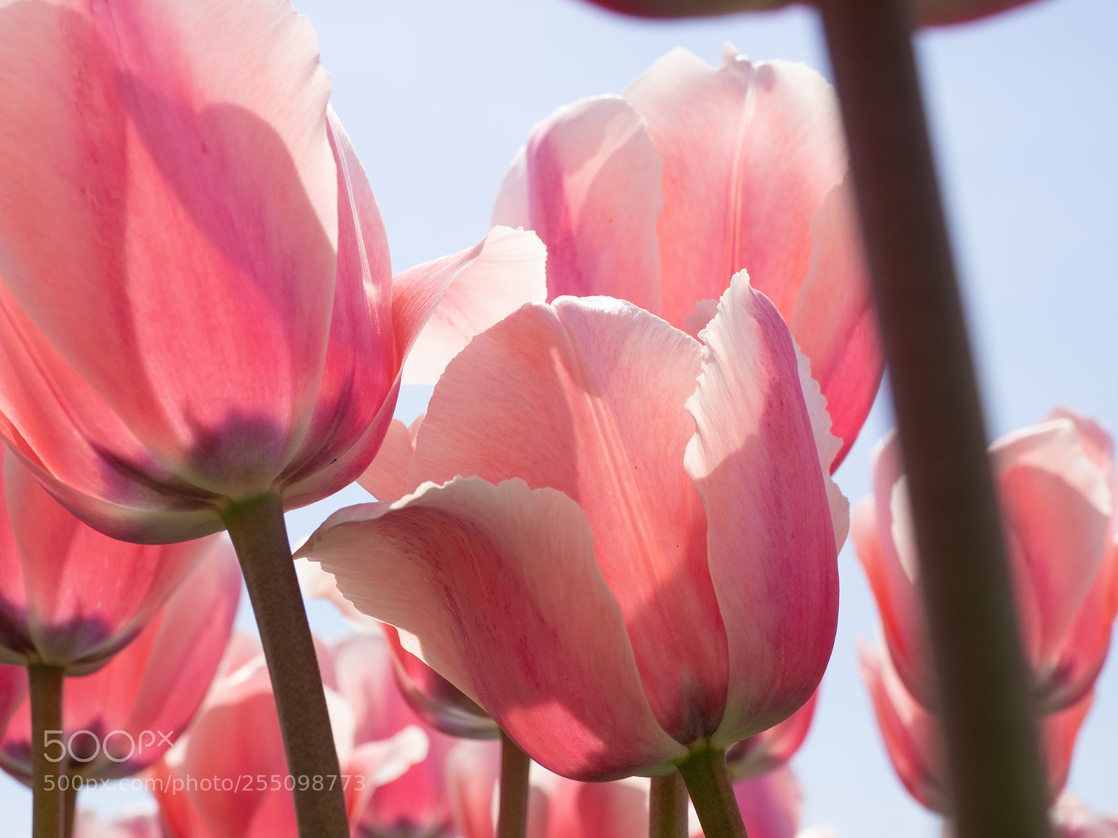 Olympus OM-D E-M10 II sample photo. Tulips photography