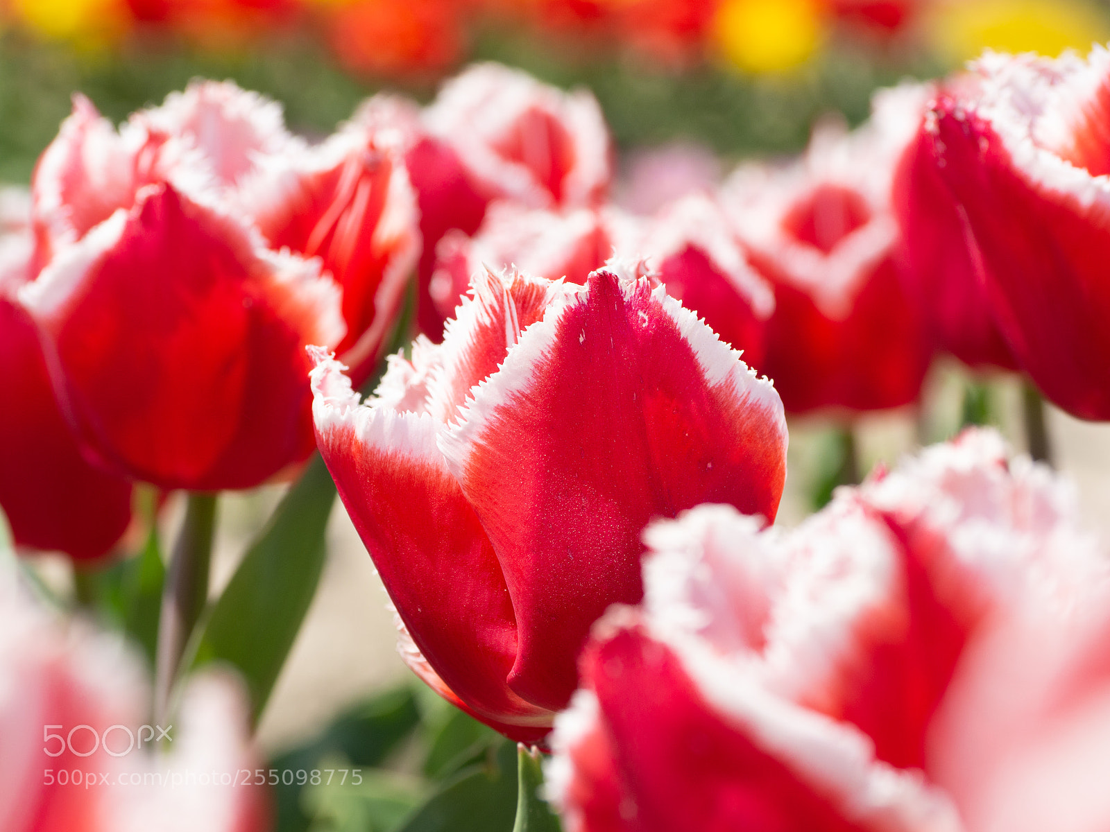Olympus OM-D E-M10 II sample photo. Fringed tulips photography