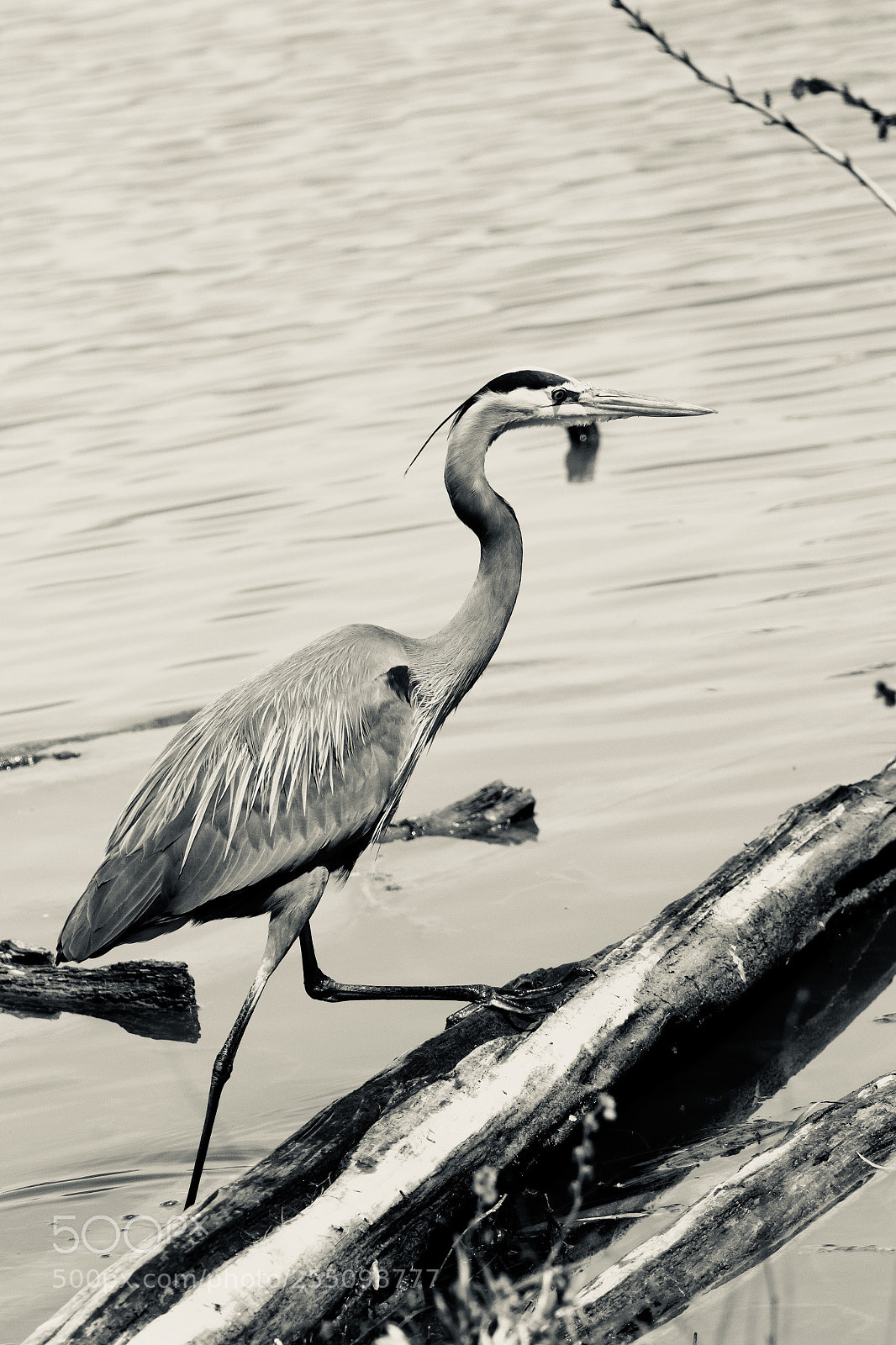 Canon EOS 7D Mark II sample photo. Great blue heron photography