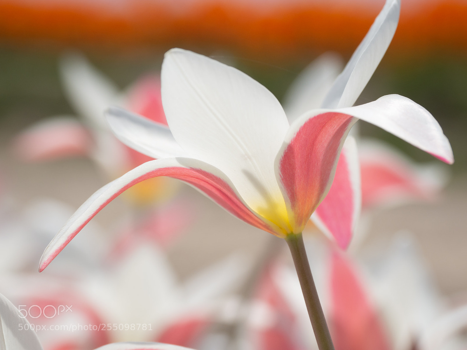 Olympus OM-D E-M10 II sample photo. Lady jane photography