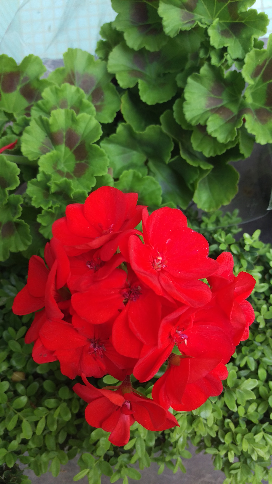 HTC ONE M9 sample photo. Of april's many colors photography