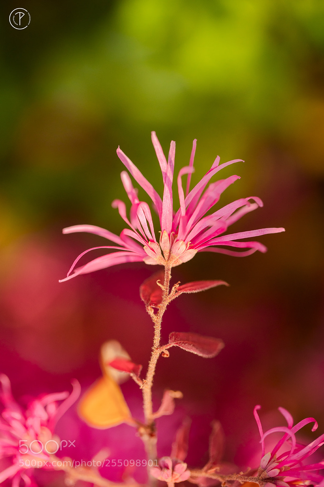 Canon EOS 5D Mark IV sample photo. Alien flower photography