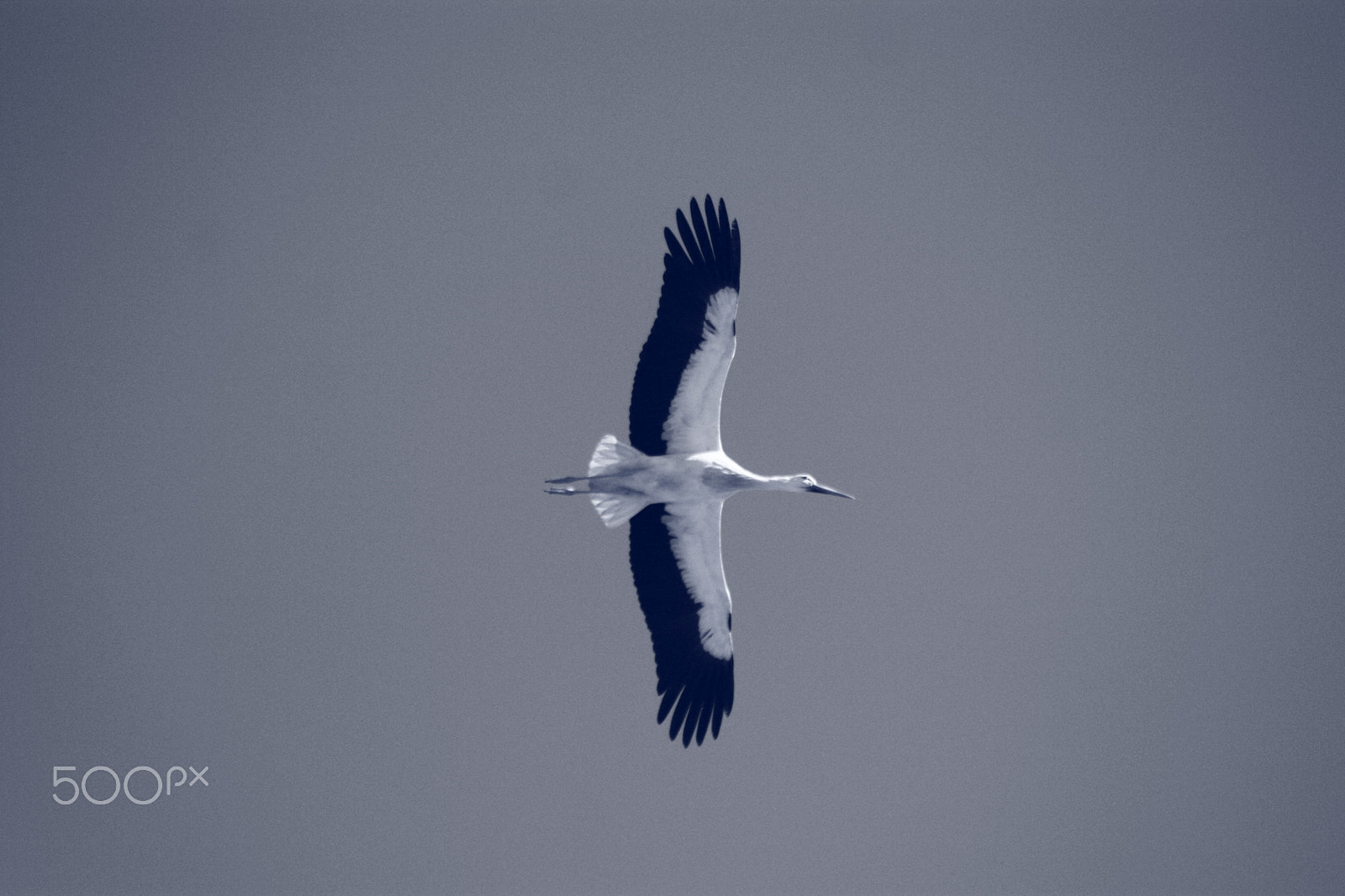 Canon EOS 450D (EOS Rebel XSi / EOS Kiss X2) + Sigma 70-300mm F4-5.6 APO DG Macro sample photo. Bird&sky photography