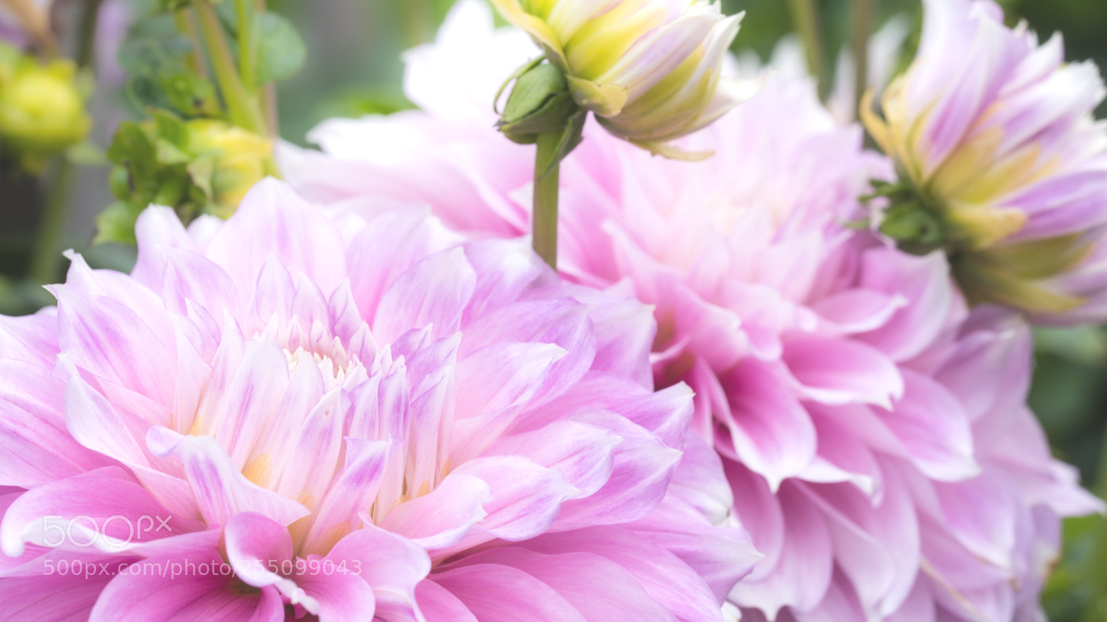 Nikon D810 sample photo. Pink expression photography