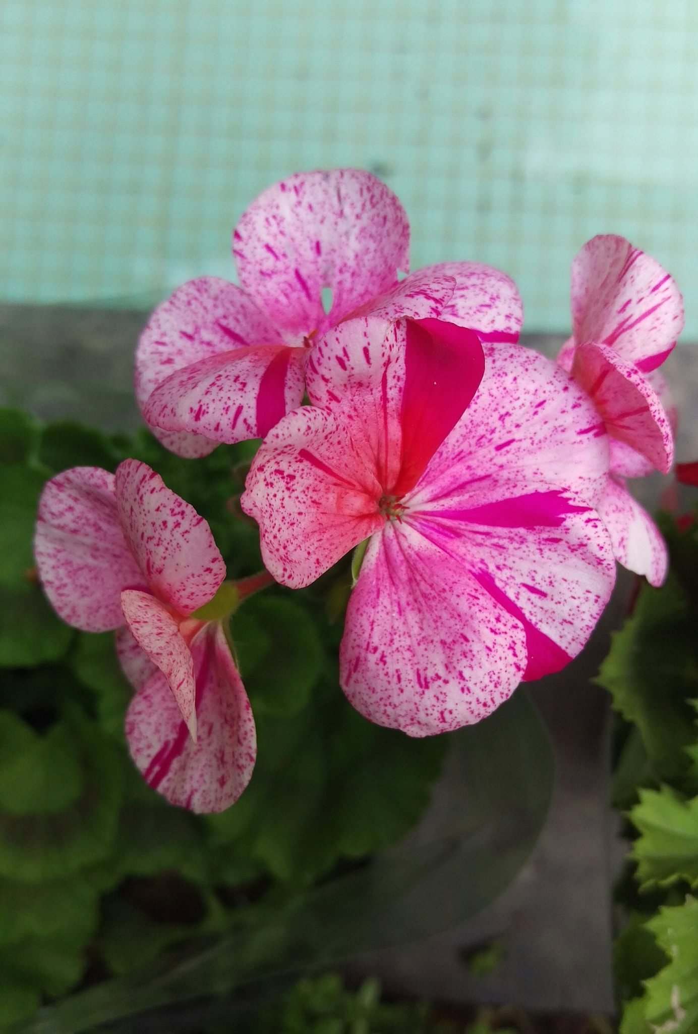 HTC ONE M9 sample photo. Freckles photography