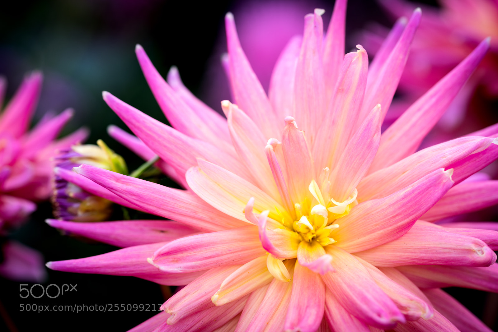 Nikon D810 sample photo. Purple haze photography