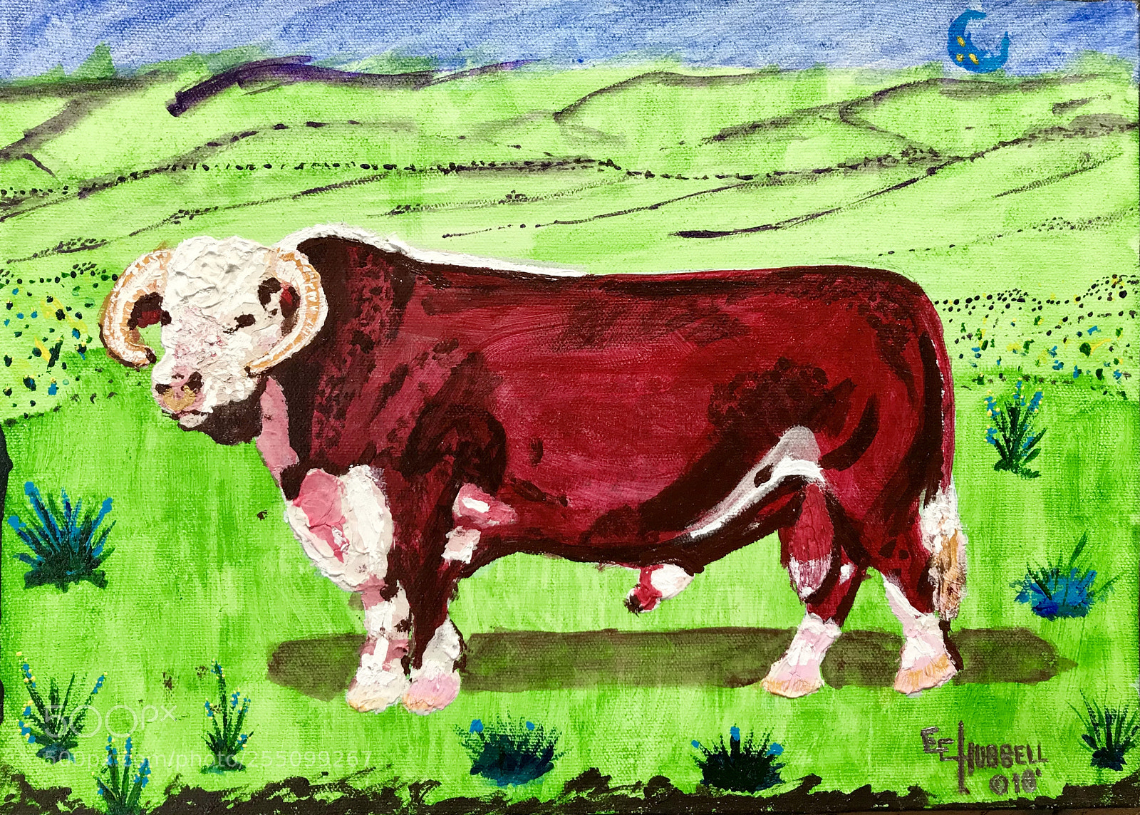 Apple iPhone 7 sample photo. 'sampson the hereford bull' photography