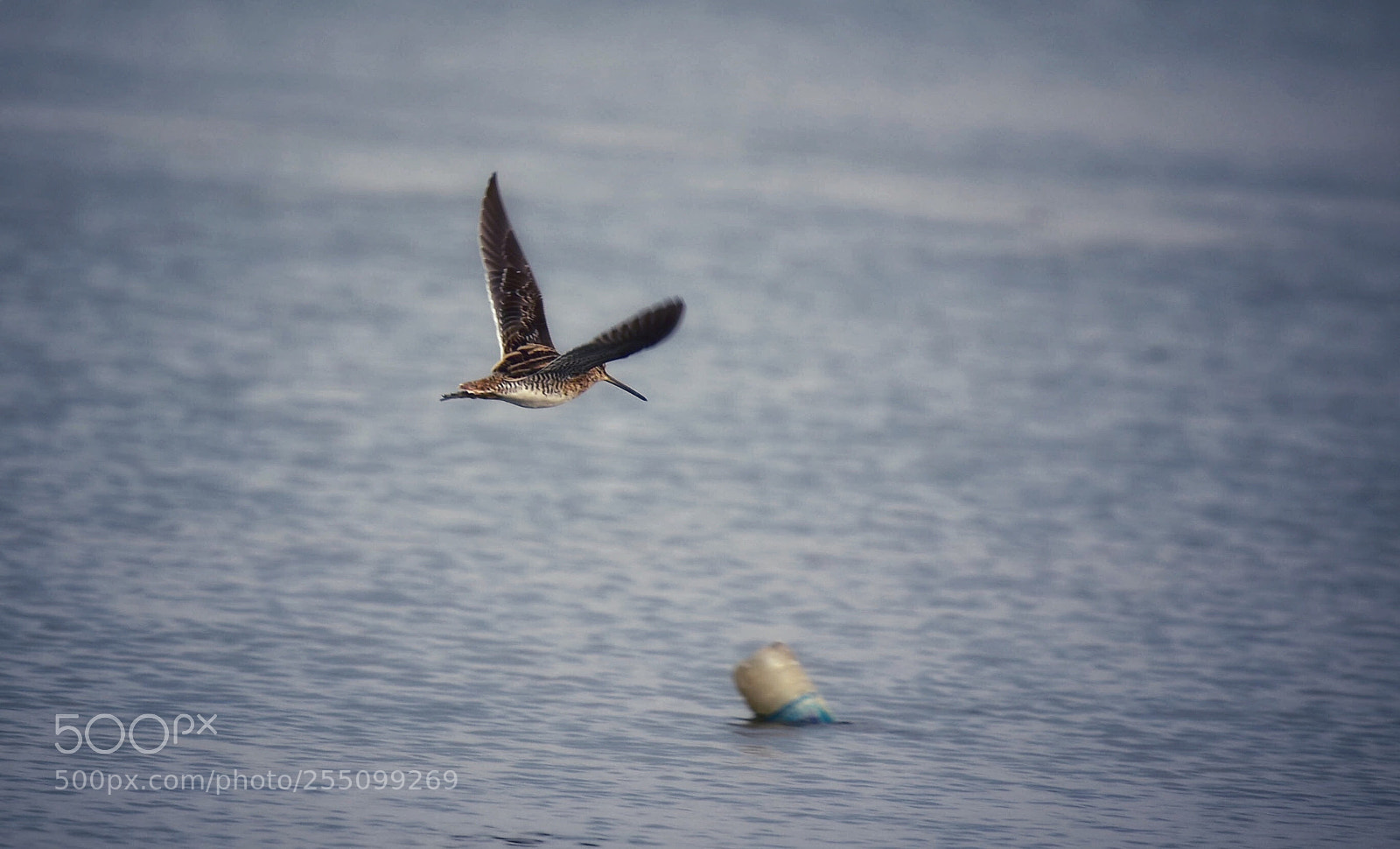 Nikon D7200 sample photo. Fly photography