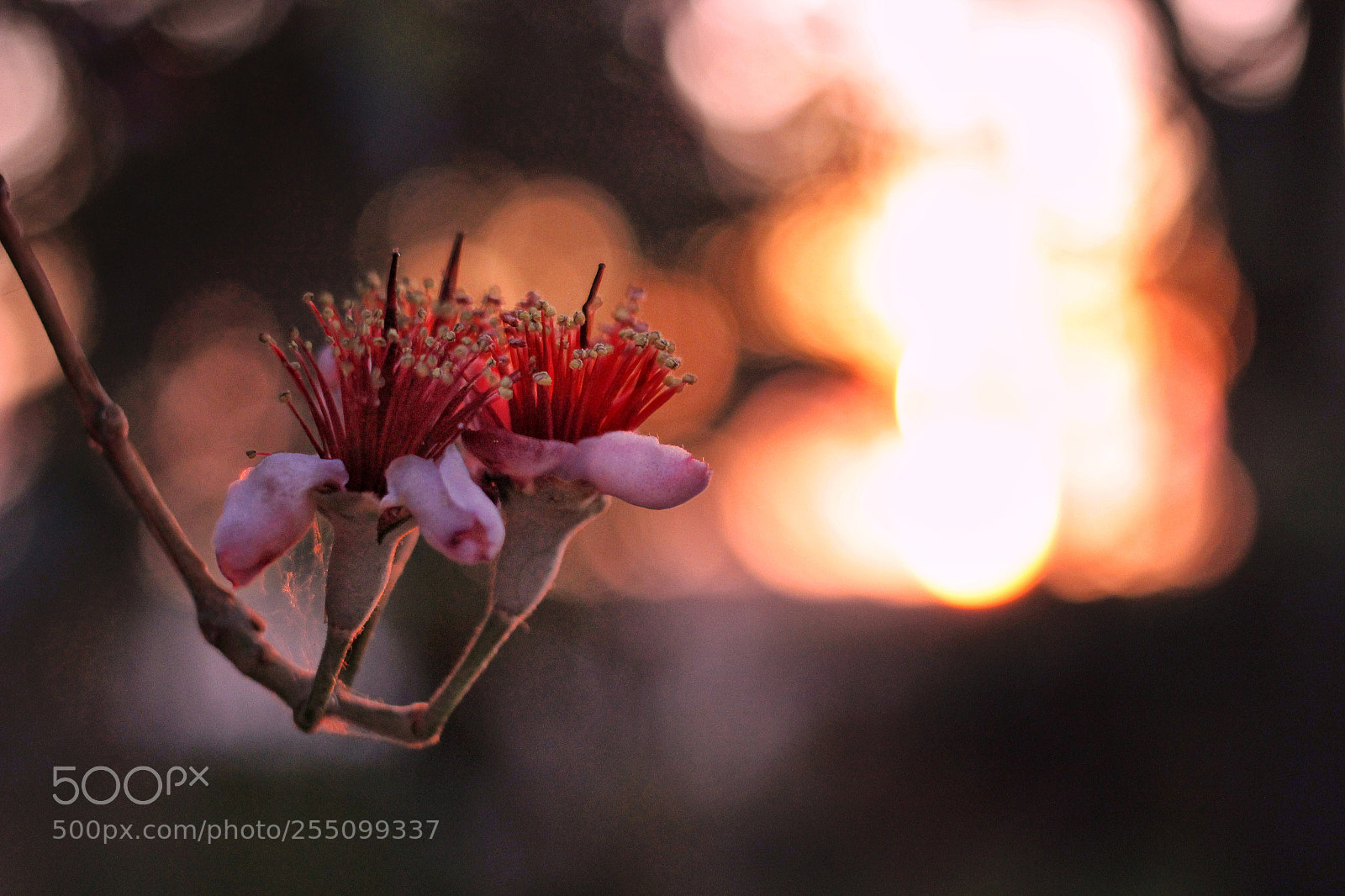 Canon EOS 600D (Rebel EOS T3i / EOS Kiss X5) sample photo. Flower photography