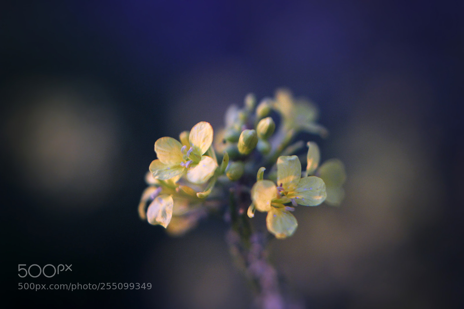 Canon EOS 600D (Rebel EOS T3i / EOS Kiss X5) sample photo. Flower photography