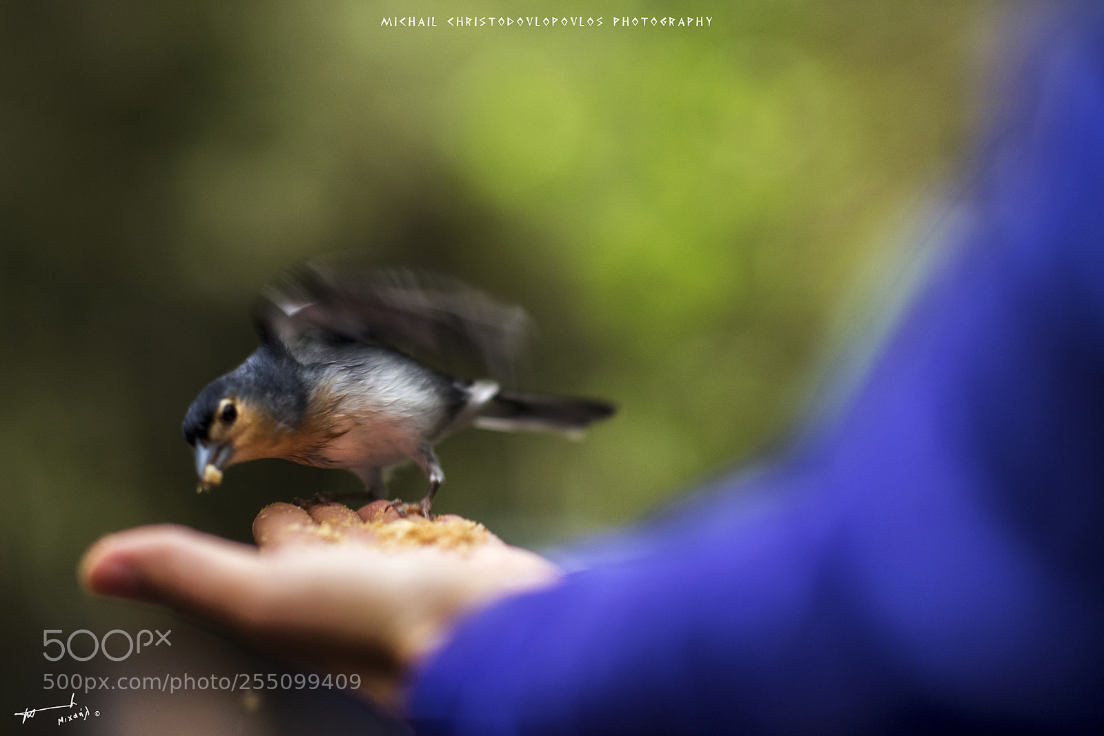 Nikon D810 sample photo. Los tilos (la palma) photography