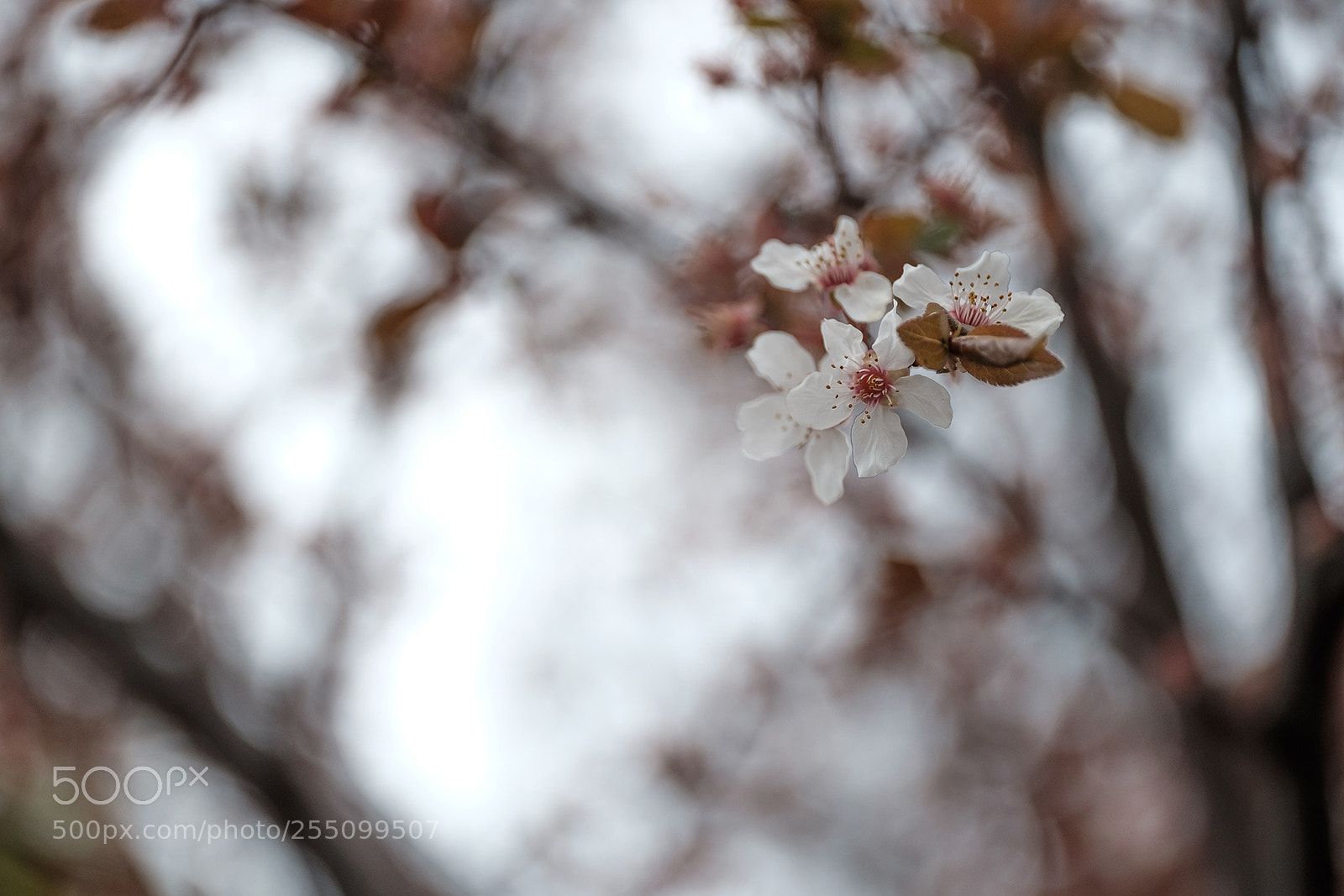 Fujifilm X-T1 sample photo. Dsf photography